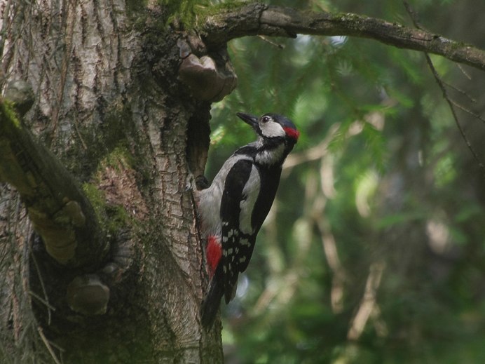 Дятел в лесу Московской области