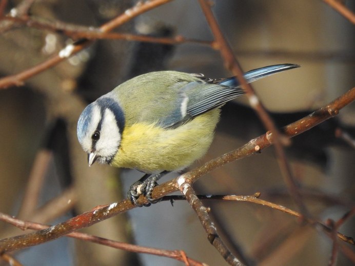 Птицы лесопарка Кузьминки