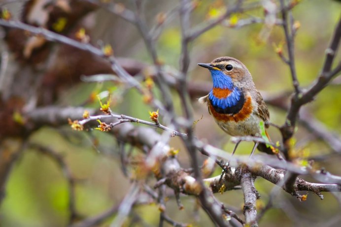 Скворец варакушка