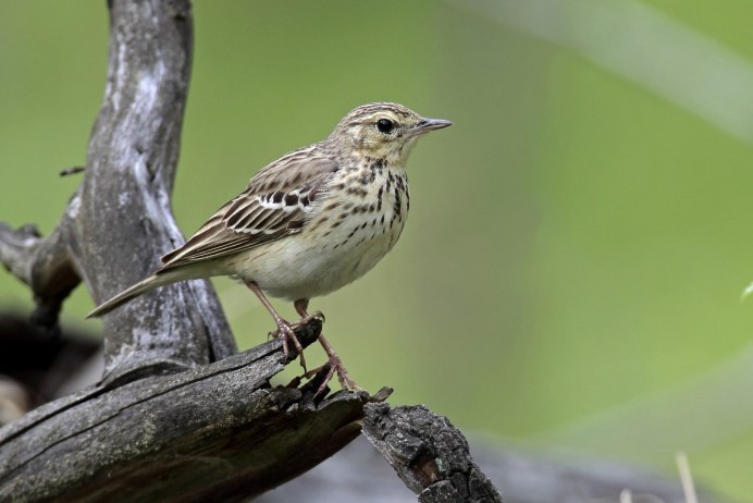 Певчие птицы Южного Урала