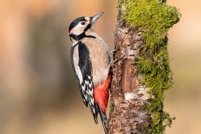 Дятел санитар леса