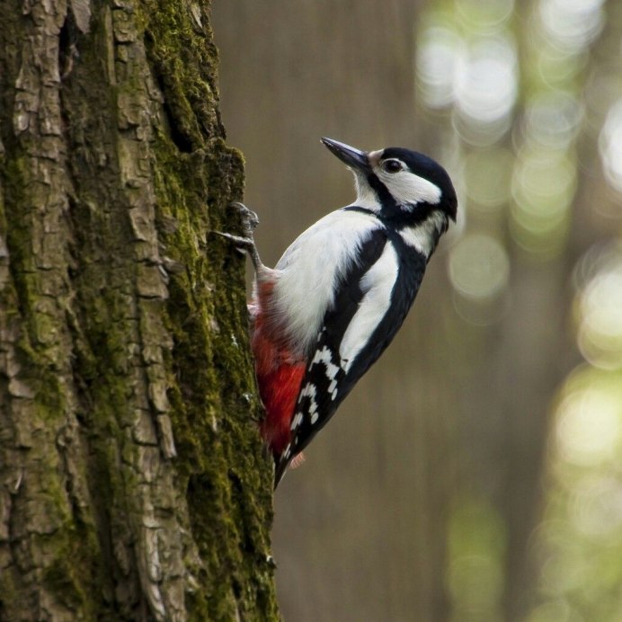 Лесные птицы дятел