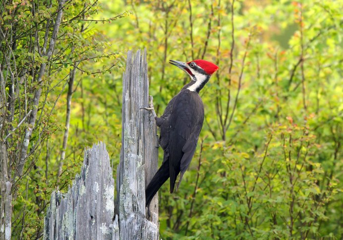 Лесные птицы дятел