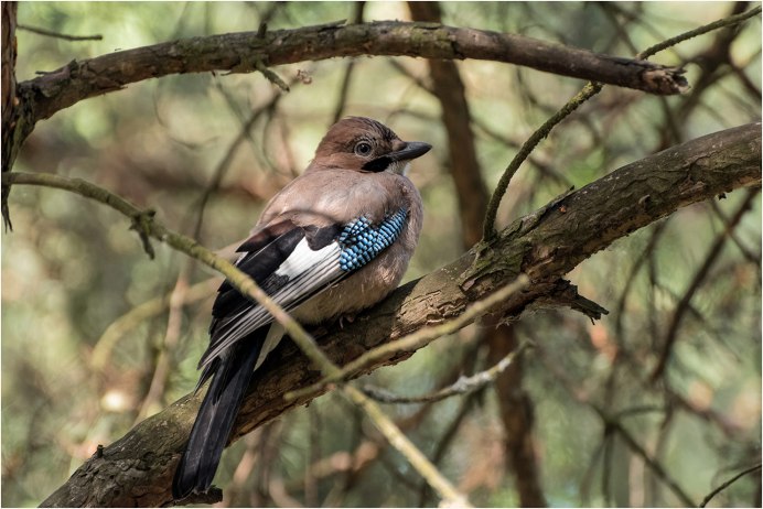 Сойка гнездование