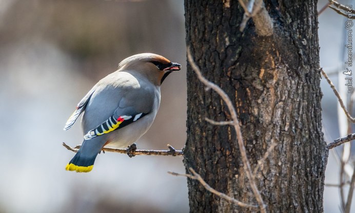 Птицы которые обитают в лесу