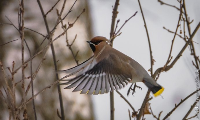 Птицы в лесах Башкирии