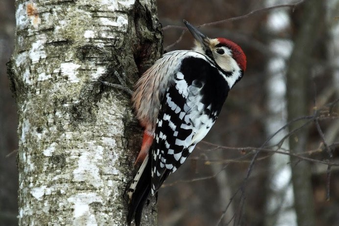 Белоспинный дятел самец