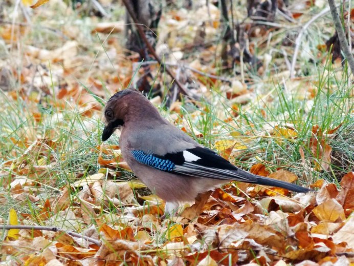 Птица Сойка и Кедровка