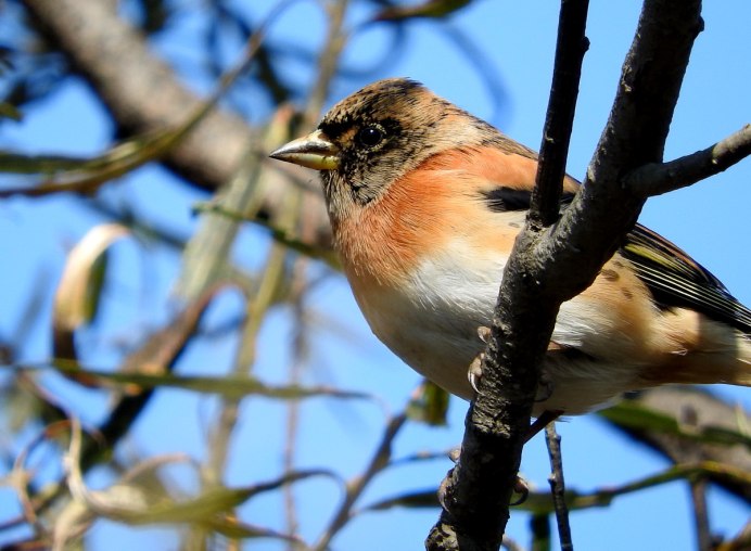 Юрок.(семейство воробьиных)