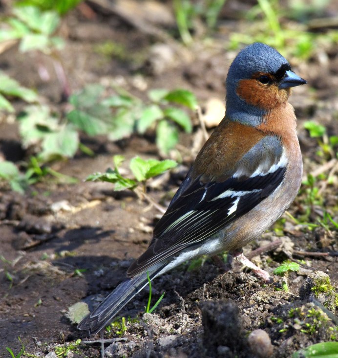 Голубой Зяблик