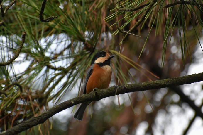 Птицы в лесах