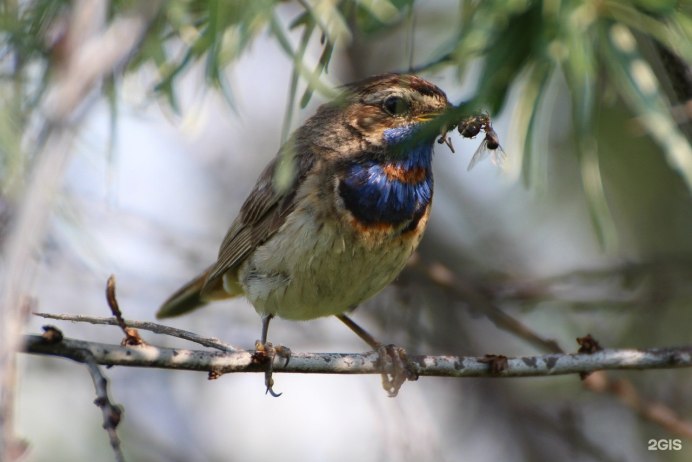 Птичий остров Лосиный остров