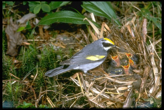 Птицы гнездящиеся на земле