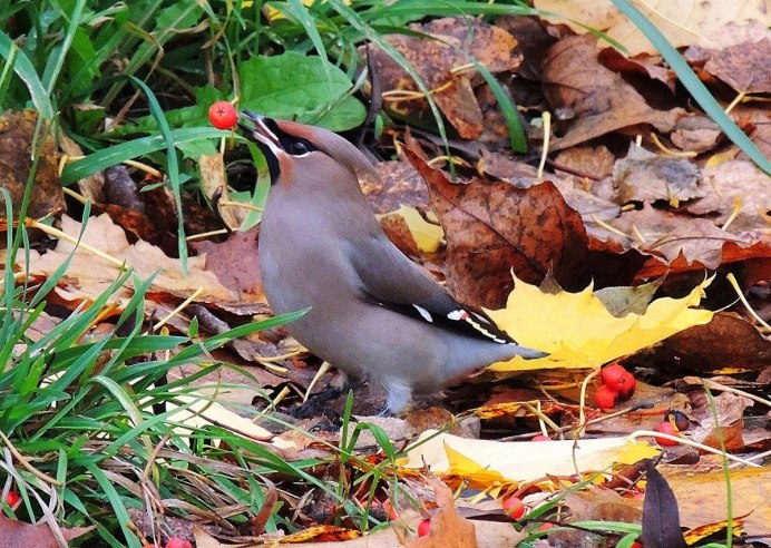 Городские птицы Подмосковья