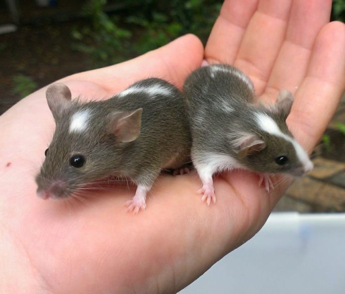 Mus musculus домовая мышь