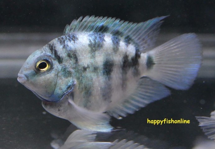 Попугай синий тигровый Hybrid Cichlid