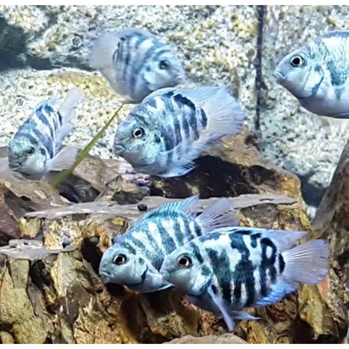 Попугай синий тигровый Hybrid Cichlid
