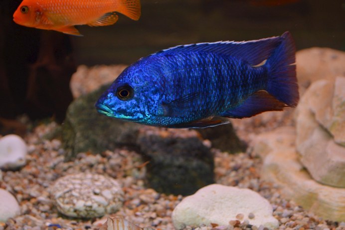 Попугай синий тигровый Hybrid Cichlid