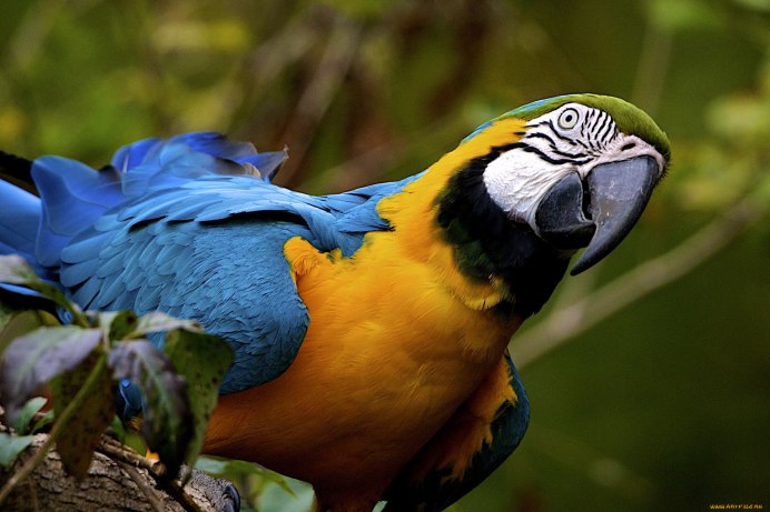 Australian ringneck