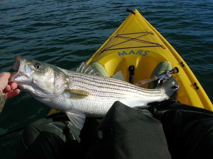 Thin Fish
