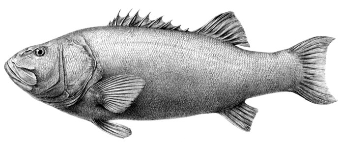 Seabass Salt