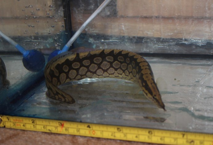 Fire eel рыба