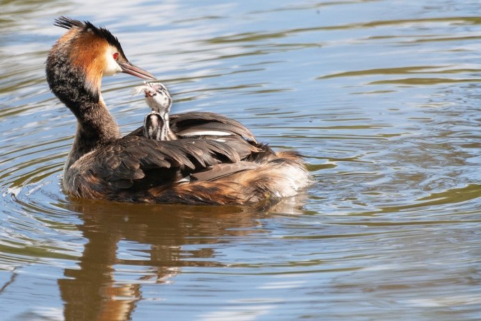 Great Crested Grebe