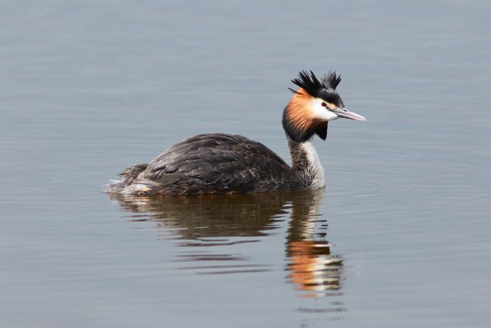 Чомга (Podiceps cristatus)
