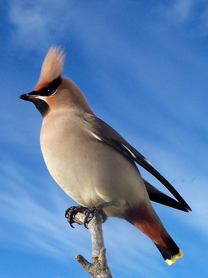 Браминский скворец (Sturnus pagodarum)