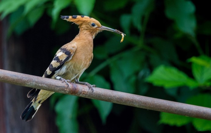 Удод Дальневосточный