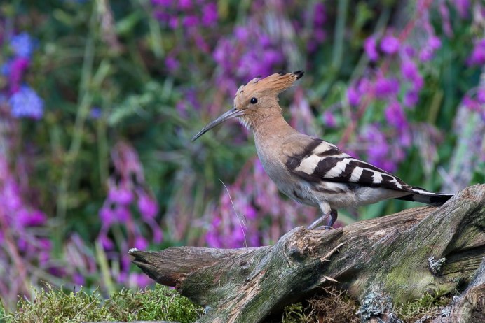 Птичка пятнистая с длинным клювом