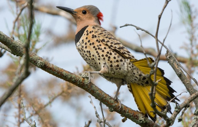 Сойка хохлатая