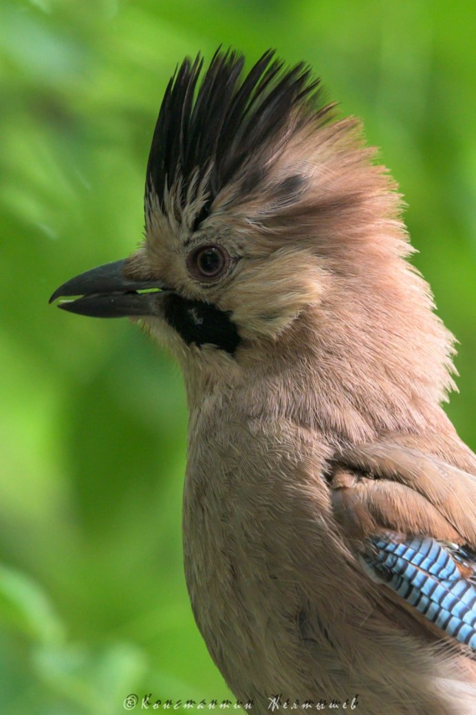 Фиолетовый Лесной Удод