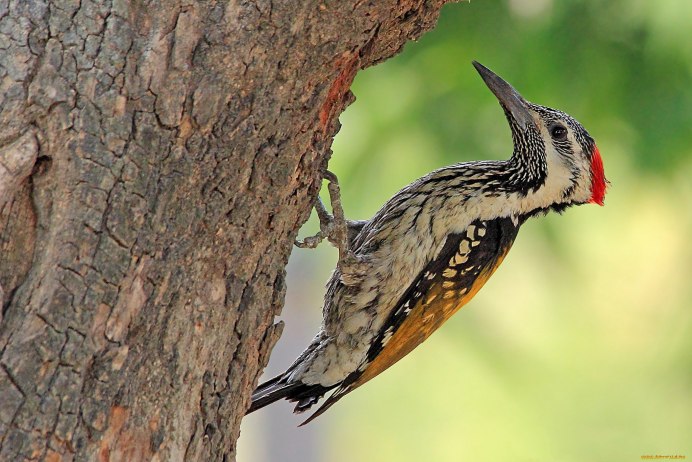 Удод Крымский