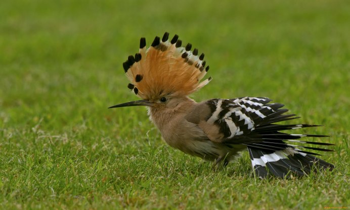 Птичка с ирокезом на голове