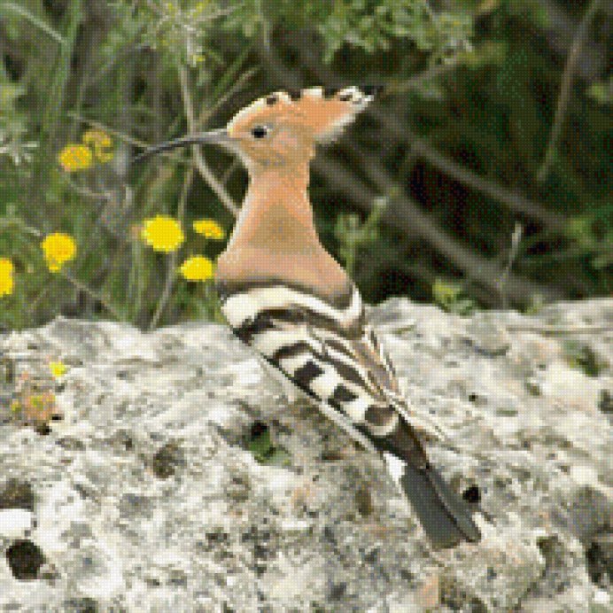 Синеголовый Удод