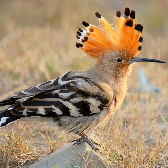 Памирский Удод