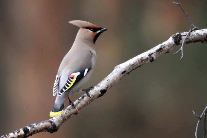 Птицы с хохолком на голове любят рябину