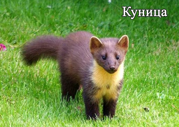 Куница каменная Крымская