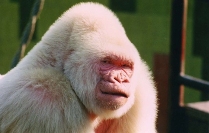 Colobus angolensis
