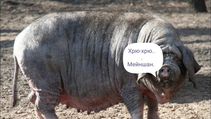 Китайская порода Мейшан