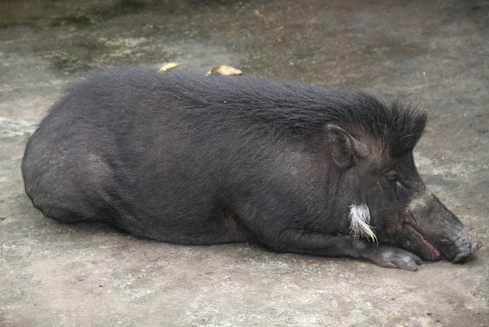 Choctaw Hog свинья
