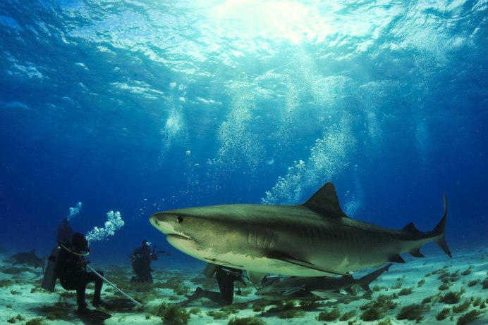 Red Shark акула
