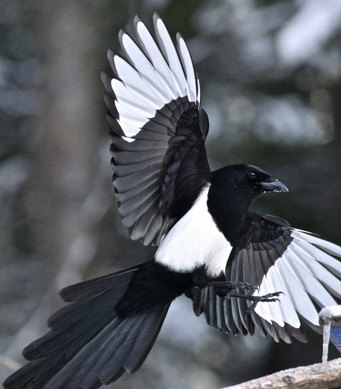 Blue Magpie Pigeon