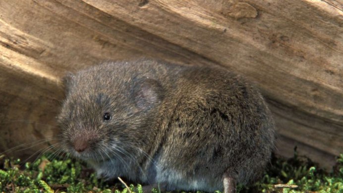 Mus musculus домовая мышь