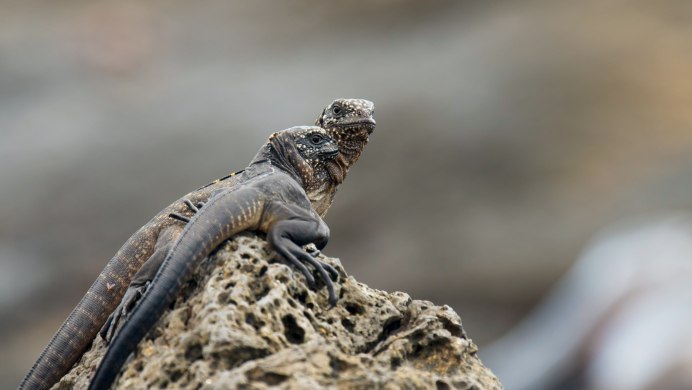 Аризонская полосатая древесная ящерица (Aspidoscelis arizonae)