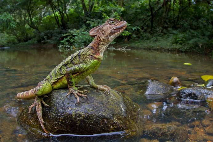Basiliscus galeritus