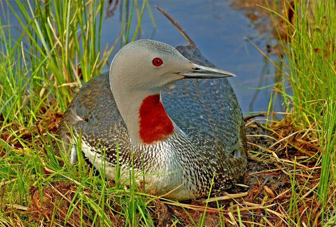 Отряд Гагарообразные Gaviiformes