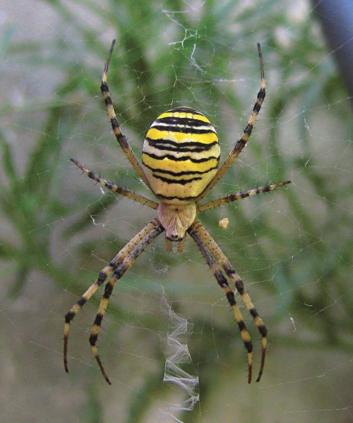 Argiope lobata