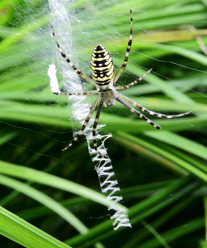 Пауки argentata